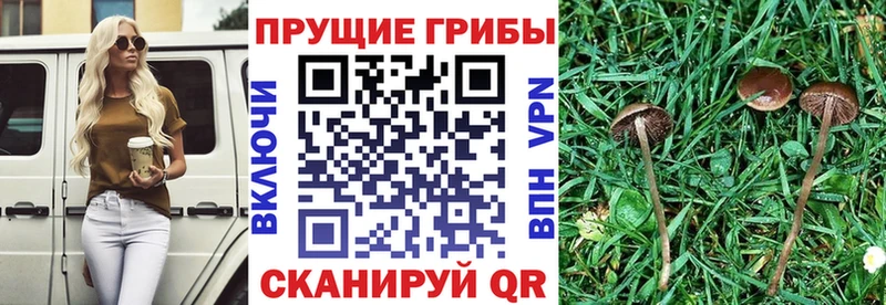 Псилоцибиновые грибы Psilocybine cubensis  Гусь-Хрустальный 